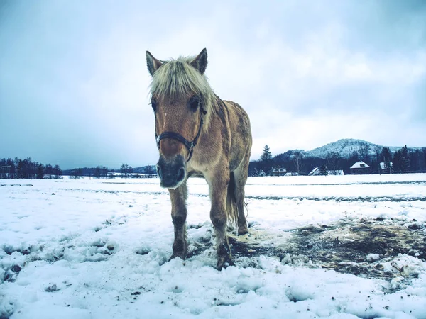 雪の中でイザベラ ホワイト ホース 冬馬の範囲で生活 サラブレッド種競走馬 美しい馬 — ストック写真