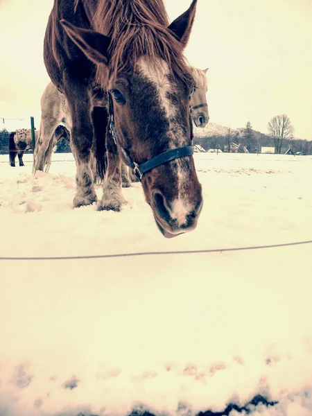Hnědý Starého Koně Zasněženém Poli Sněží Počasí Příroda Zimní Sezóny — Stock fotografie