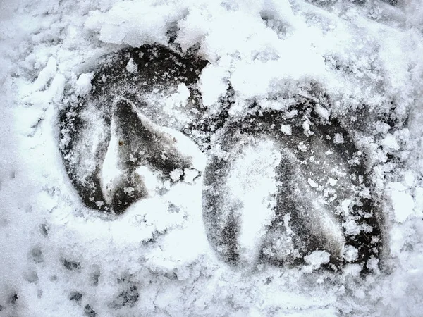 Кусок Замерзшего Снежного Копыта Чистый След Копыт Вдавливается Влажный Снег — стоковое фото
