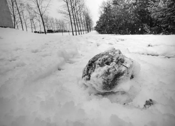 След Копыт Льда Кусок Хорошо Отжатого Снега Негативом Лошадиной Ноги — стоковое фото