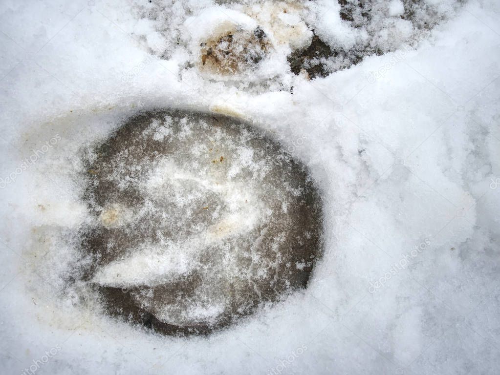 Horse hoof print from ice.  Piece of well pressed snow with negative of horse leg.