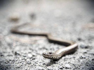 Soyut filtre. Yavaş solucan (Anguis fragilis) bacaksız bir kertenkele var. Hayvan sıcak sphalt yolda