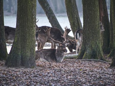 Sonbaharda görkemli güçlü yetişkin alageyik geyik orman düşmek. Doğal çevreye güzellik doğa hayvanlarda.