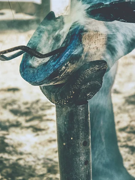 Burning Hoof Farrier Placing Hot Horse Shoe Hoof Hot Shoeing — Stock Photo, Image