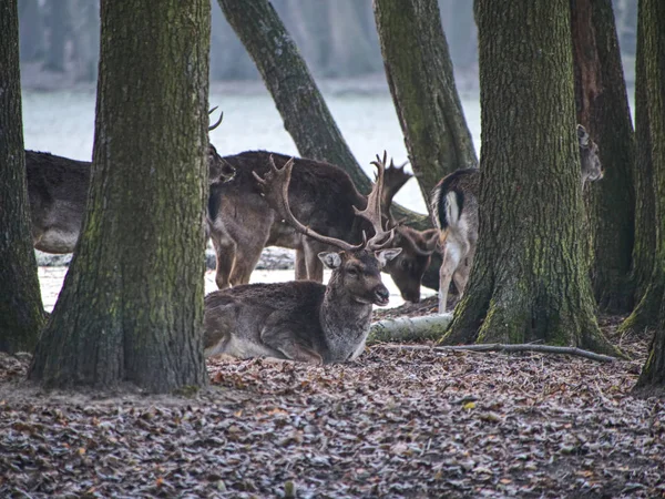 Sonbaharda görkemli güçlü yetişkin alageyik geyik orman düşmek. Doğal çevreye güzellik doğa hayvanlarda.