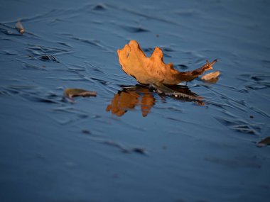 Meşe yaprağı güzel güneş yansıması ile ince buz üzerinde. Donmuş su üstüne yansıtma.