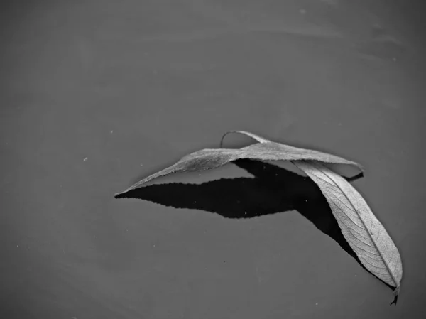 Folha Seca Navegando Superfície Lago Congelado Gelo Fino Espelhando Formas — Fotografia de Stock