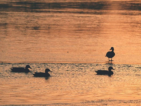 Paseo Romántico Lago Congelado Patos Descansan Superficie Bengala Sol Cubierta — Foto de Stock