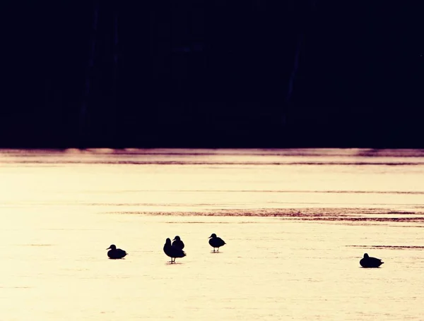 Abendsonne Spiegelt Sich Zugefrorenen See Enten Einem Kleinen Nicht Gefrorenen — Stockfoto