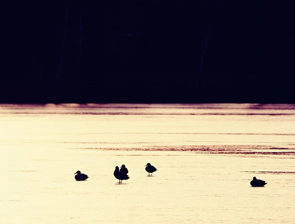 Sol Noche Reflejándose Lago Congelado Patos Pequeña Parte Descongelada Del — Foto de Stock