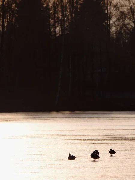 Enten Auf Seeeis Bei Sonnenuntergang Sonne Setzt Blutige Spiegelungen Eis — Stockfoto