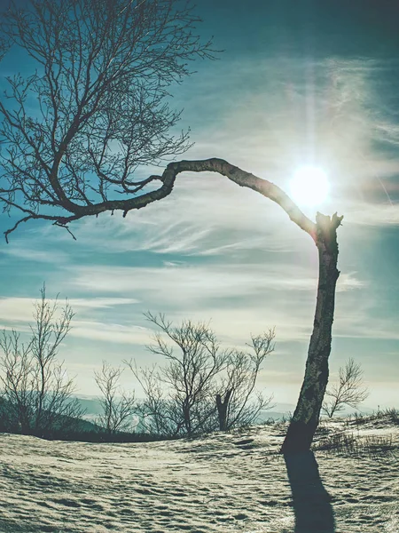 Arbre Courbé Cassé Dans Neige Hiver Des Arbres Sur Neige — Photo