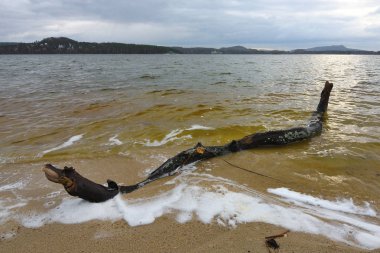 Beach bir fırtına kırık gövde odun ile sonra. Kum plajı üzerinde eski telli ahşap sandık. 