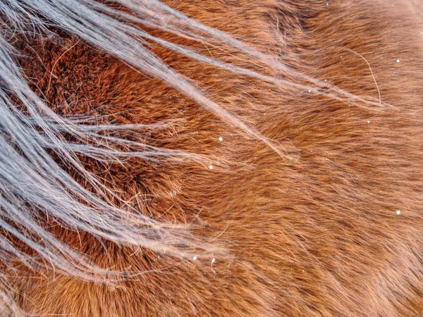 Pele Quente Cavalo Inverno Detalhe Pele Marrom Animal Closeup Pele — Fotografia de Stock