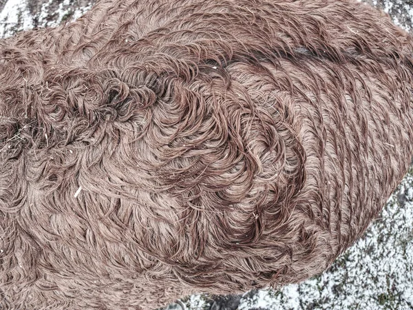 Detail of horse hair fur growth and composition