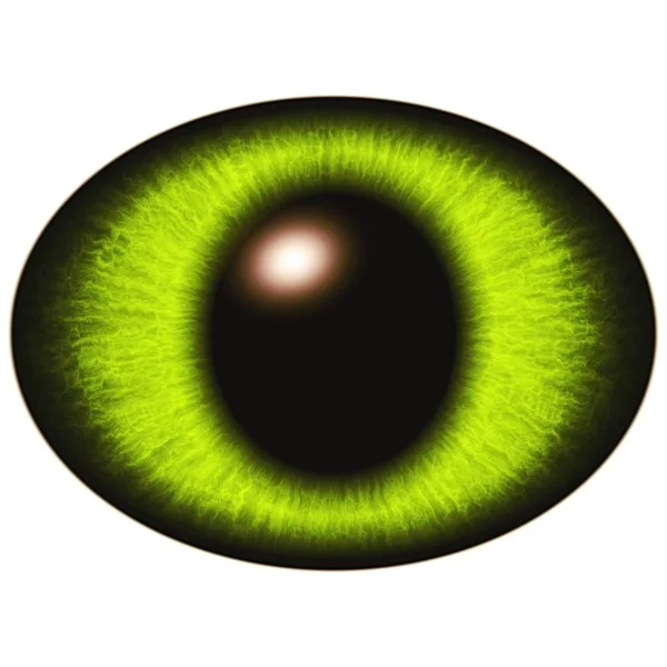 Зеленый Глаз Раптора Большим Зрачком Белом Изолированные Элементы Глаза — стоковое фото