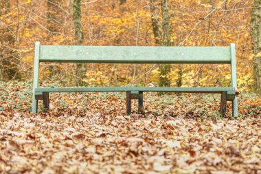 Tezgah sonbahar Park. Kent ormanı ile turuncu akçaağaç ahşap Bank etrafında yere bırakır