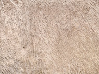 Kış, sıcak kalın kürk deri altı yağ doğru tabaka ile at vücudunda at için bakım 