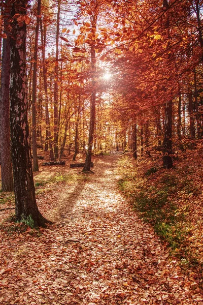 Foglie Luminose Colorate Autunnali Che Oscillano Albero Nel Parco Autunnale — Foto Stock