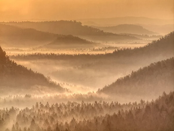 Fortes Raios Sol Iluminando Copas Árvores Afiadas Paisagem Florestal Enevoada — Fotografia de Stock