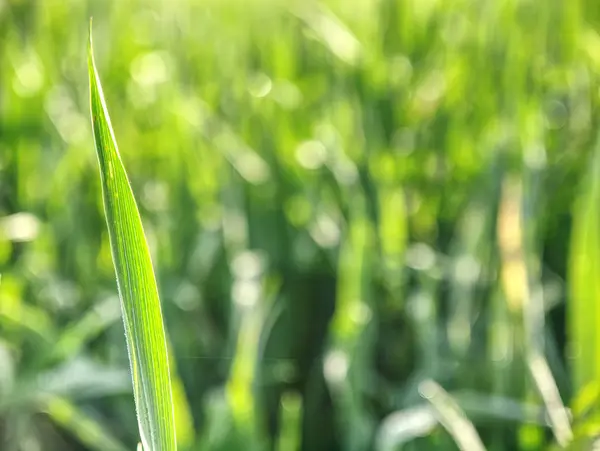 Champ Jeune Orge Verte Champ Printemps Vert Des Cultures Céréalières — Photo