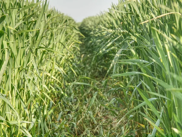 Bidang Barley Hijau Muda Ladang Musim Semi Hijau Tanaman Butir — Stok Foto