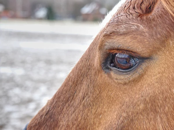关闭棕色马的眼睛和他的脸与浅的景深 — 图库照片
