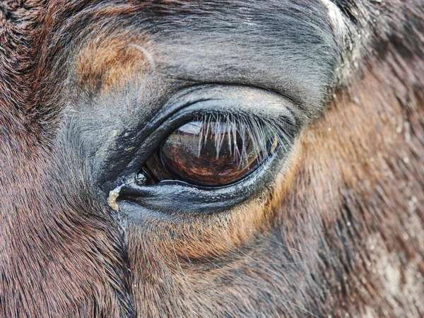 茶色の馬の目とフィールドの浅い深さで彼の顔のクローズ アップ — ストック写真