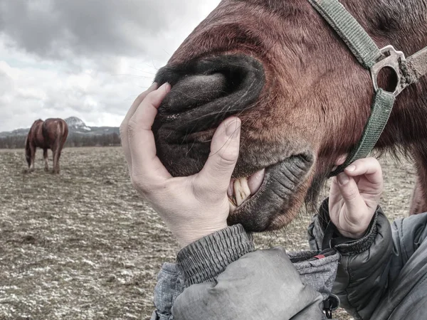 馬歯と外の健康を検査します 女性の手で頭を茶色の馬 穏やかな馬の歯をむき出し — ストック写真