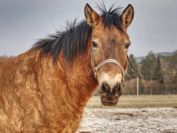 Head of horse with halter. Brown horse with winter fur stand on pasture with old worn halter on head, spring day