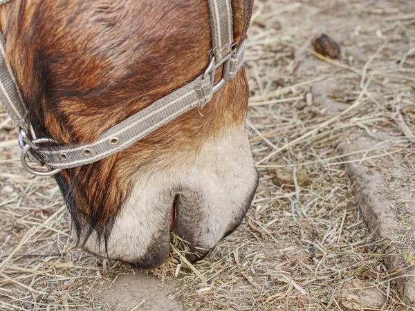 茶色の馬の頭 農場の牧草地やフィールドで馬の散歩 — ストック写真