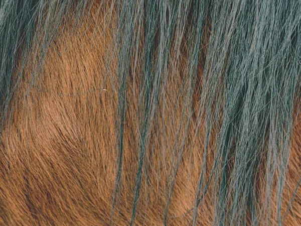Closeup Fur Horse Warm Winter Brown Horse Fur — Stock Photo, Image