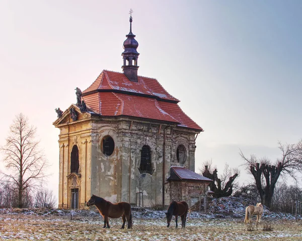 马在草地上吃东西 老教会或教堂在小山在背景 — 图库照片
