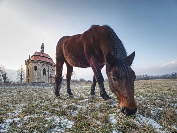 Cavalo Castanho Para Alimentar Pasto Perto Uma Fazenda Montanha — Fotografia de Stock