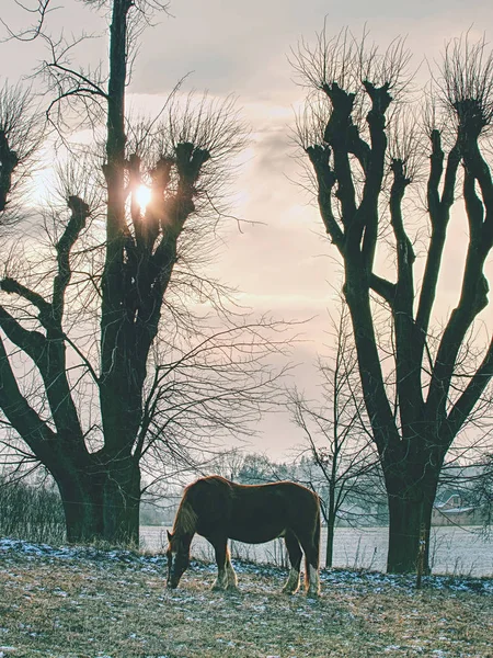 Pferde Weiden Auf Der Winterweide Mit Restschnee — Stockfoto