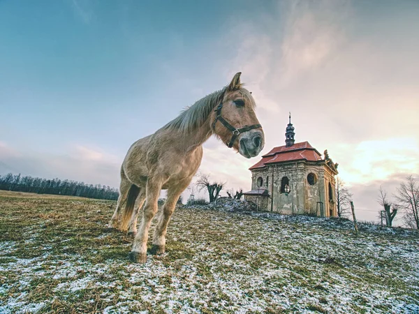 Лошадь Кормится Лугу Зимний День Старая Церковь Часовня Холме Фоновом — стоковое фото