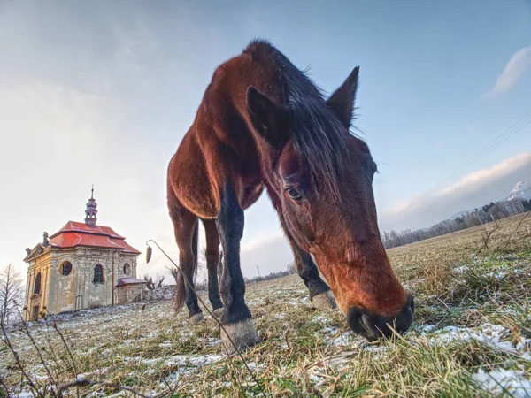 山の農場近くの牧草を餌に茶色の馬 — ストック写真