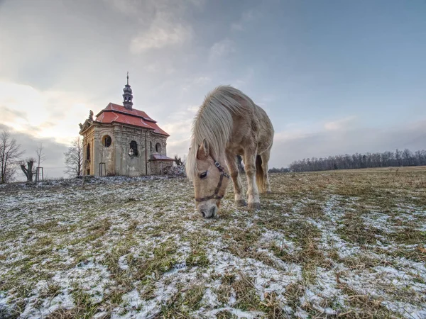 Alte Pferde Die Gebirgstal Weiden Hintergrund Kapelle Auf Dem Gipfel — Stockfoto