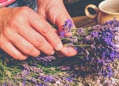Karışık SAP toplama. Güzel güzel koku lavanta dalları buket