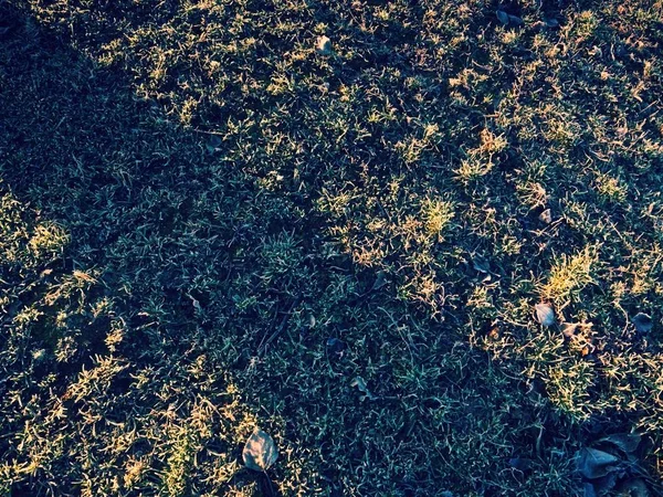 Hoarfrost Grass Autumn Morning Frozen Grass Background — Stock Photo, Image