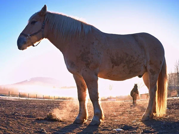 White horse grazing on muddy field.  White horse closeup on misty fall  landscape background with thick fog and clouds in the morning sky.