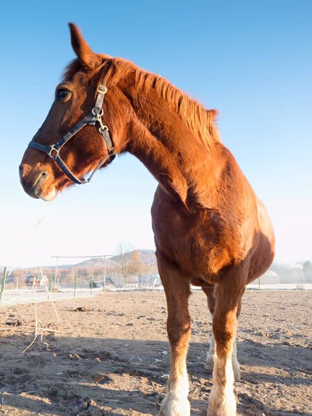 Horse ranch. Fantastic foggy valley with muddy ground and sunny beams. Dramatic colorful scenery. 