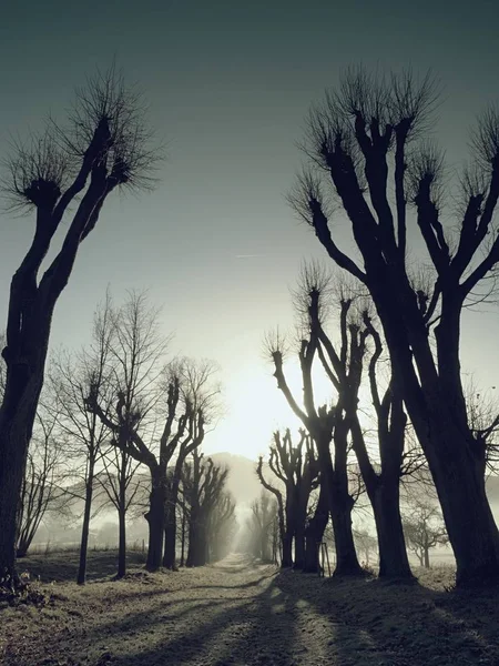 ライム ツリー路地 公園の朝の夜明け 路地道に木の影 — ストック写真
