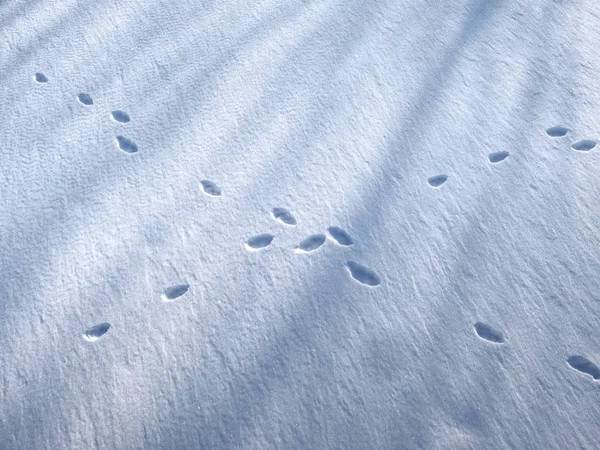 The fox trail on the snow.. Fox foot prints or another animal tracks in the snow