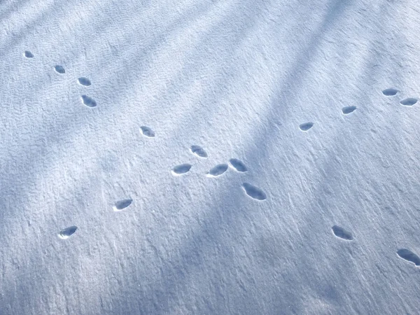The fox trail on the snow.. Fox foot prints or another animal tracks in the snow — Stock Image Fox Trail Snow Fox Foot Prints Another Animal Tracks Snow Royalty Free Stock Images