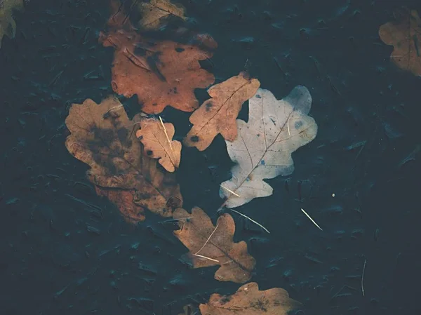 Oak leaf. Leaves cruising on ice on frozen lake — Stock Photo, Image