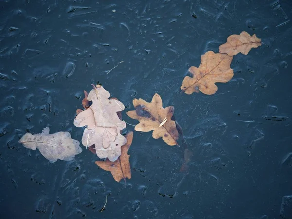Dubový list. Jízda na ledu na zamrzlém jezeře listy — Stock fotografie