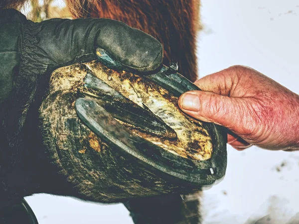 Hot horshoe being put on a horses hoaf.