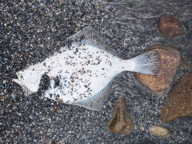 Pisi balığı vücut çakıllı kıyısında. Beyaz ölü