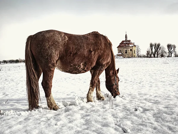 Лошадь на снежном лугу в солнечный зимний день — стоковое фото